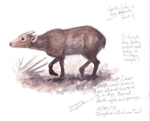 It's a little startling to see a big unlikely mammal walking toward you in the rainforest, but a brocket deer is one of those. 