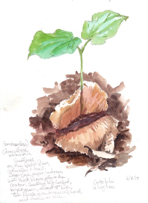 Cavenillesia platanifolia, a.k.a. Cuipo Tree seedling. Huge winged jelly-filled fruits germinate on the forest floor into big-leafed seedlings which in turn, grow into enormous water-filled trees that ring like gongs when you knock on their sides. 