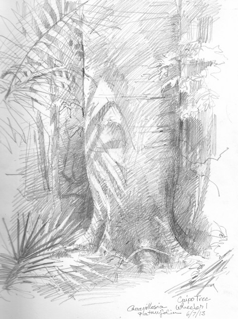 Here's the mature Cuipo tree, on the ground. One of the big emergent canopy trees, it's closely related to the giant Ceiba. Not really a buttressed tree, but has its toes dug into the thin Barro Colorado soil. It looks and sounds like a water tank. Give it a knock with your knuckles and hear it slosh a little. There is a grove on the island of differently sized and aged cuipos, and they are each tuned to a different note, like keys on a marimba. Pencil on Robert Bateman sketchbook, 8 1/2" x 11"