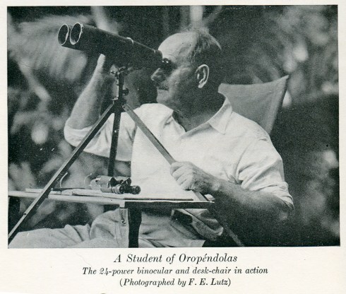 Frank Chapman, watching the oropendolas of BCI. Yup, same birds, different generation. Photo from My Tropical Air Castle by Frank Chapman.