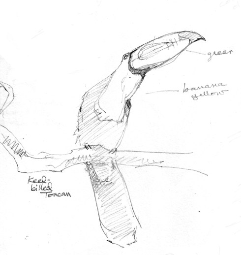 Keel billed toucan, Barro Colorado Island, Panama. Drawn blind contour technique through field scope. pencil on paper.