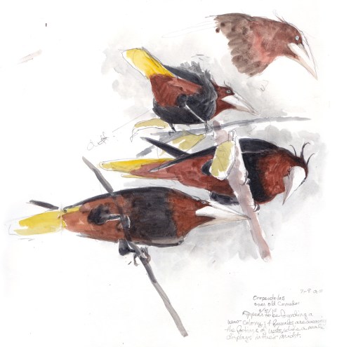 Male chestnut-headed oropendolas have thready crests that raise at the crescendo of the display. Watercolor over pencil, drawn through scope across two pages of S&B Alpha Series sketchbook.