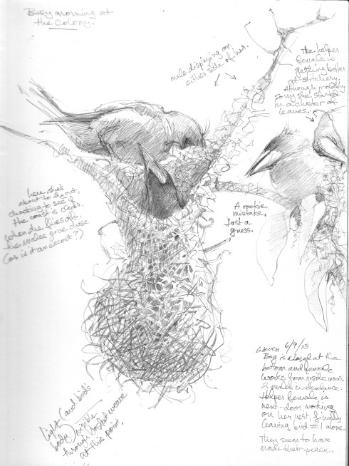 It's sort of mysterious how they lengthen their nests- when it's done, this thing will be over two feet long- because the bottom of the basket is sealed over pretty early in the process. But from what I can tell, the bottom weave is kept loose while the female is working down inside, pushing her feet, wings and body against the fibers, adding material and shoving some some more. I think she pushes the nest downward to create a big long stocking. Sketched through a scope, pencil on 8 1/2" x 11".
