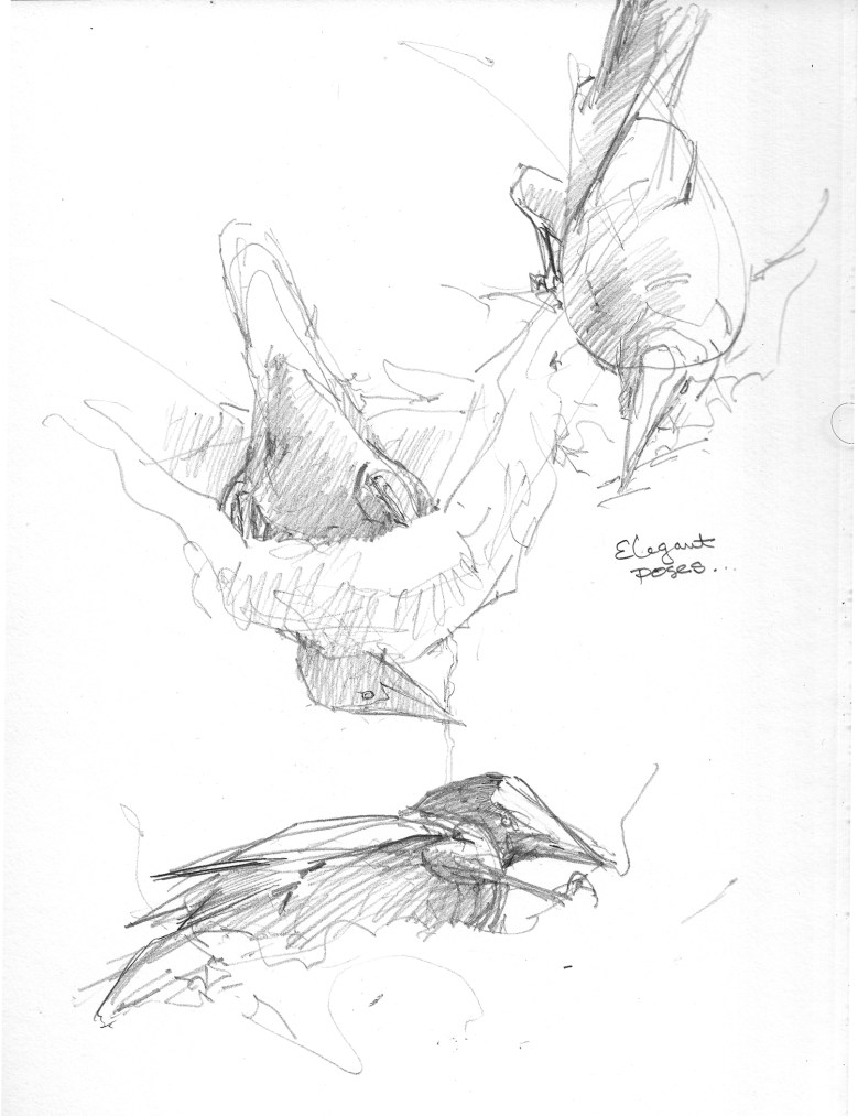 female nest building 