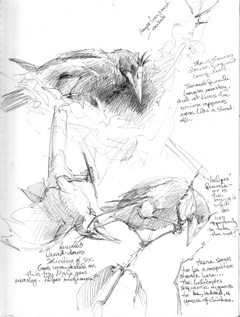 Here's what happened: two females, one weaving, one waiting nearby. A male hops up, flashes his blue eyes and gurgles, whereupon the weaver takes a break and turns upside down, soliciting the male for sex. The second female takes advantage of the lag by hopping on the nest. The male sizes up the situation and decides not to have his way, leaving the first female hanging in an embarrassing position. She folds her wings and rights herself, to find 'her' nest taken over. Other interactions are more aggressive- the 'helper' female lands on the poor, upside-down girl, they tangle and squawk and then spiral downward like a maple samara.  Drawn through scope, pencil on Robert Bateman 81/2" x 11" sketchbook, spiral-bound.