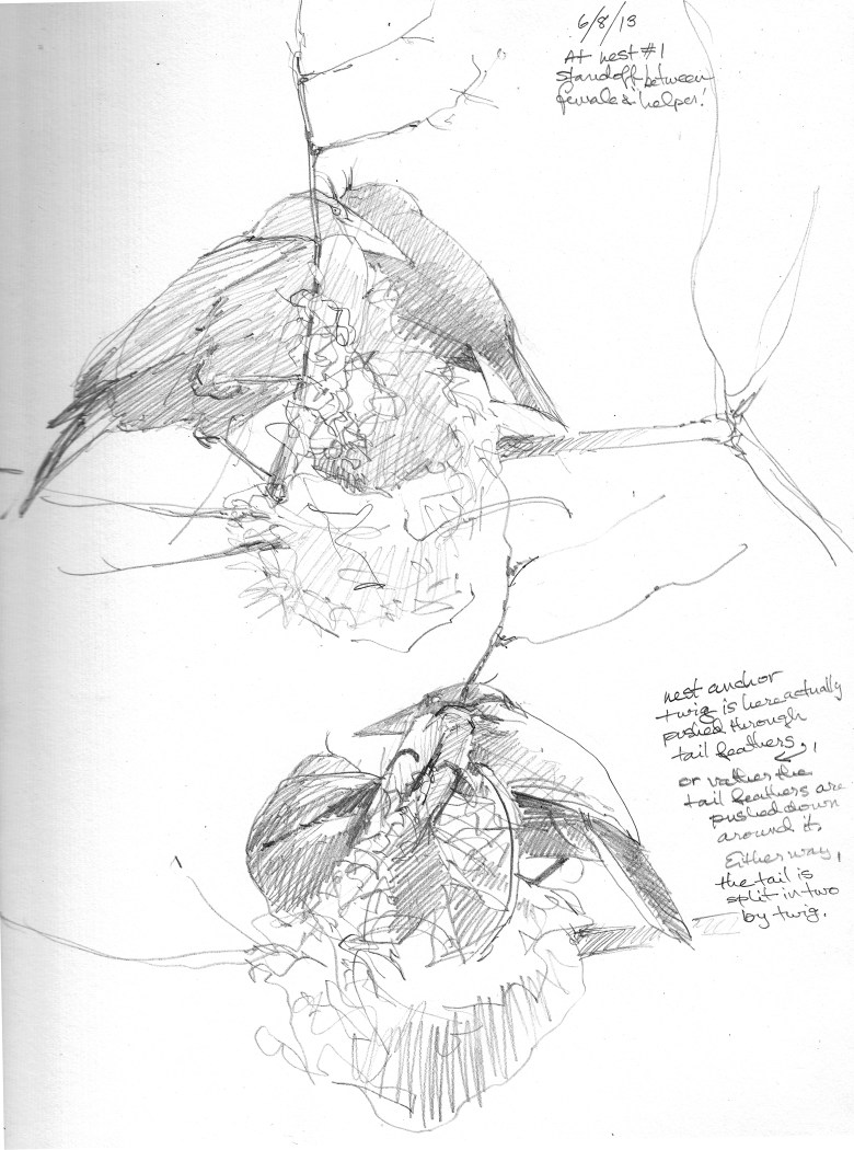 More female to female hostility in the nest-building arena.