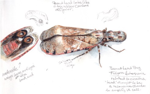 Peanut head bug, Fulgora laternaria. Most peculiar. The "head" looks like a rubber ducky, or a cartoon alligator. And it's a bug, meaning, its mouth is a syringe for sucking plant juices. Watercolor over pencil, drawn in the lab from a live specimen captured and released unharmed by Brian Stucky, noted cicada expert. Thanks, Brian!