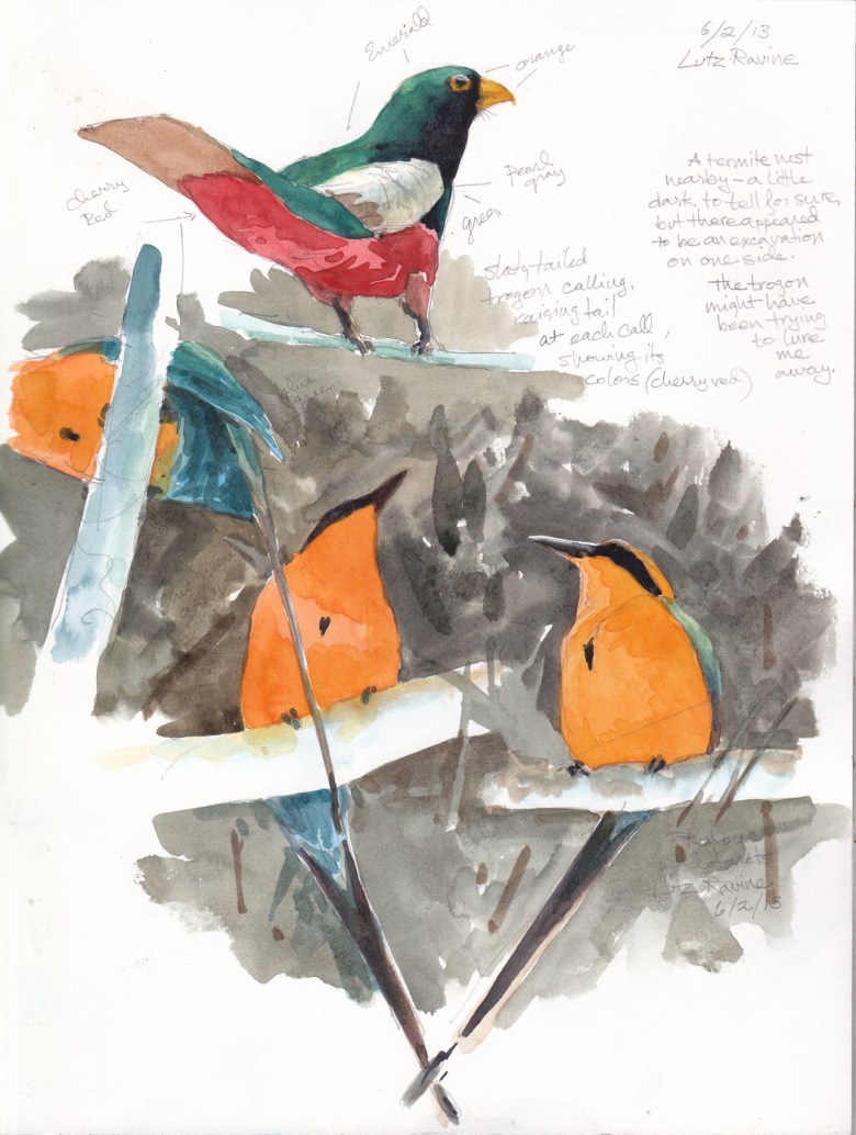 Rufous motmots and a Slaty tailed trogon, Barro Colorado Island, Panama. Drawn through binoculars.