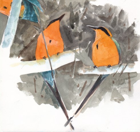 Rufous motmots, tails going tick-tock. Biggest motmot species in Panama. Biggest and most secretive, as far as I'm concerned. Watercolor over pencil, Stillman & Birn Alpha Series 8 1/2" x 11" sketchbook. Barro Colorado Island.