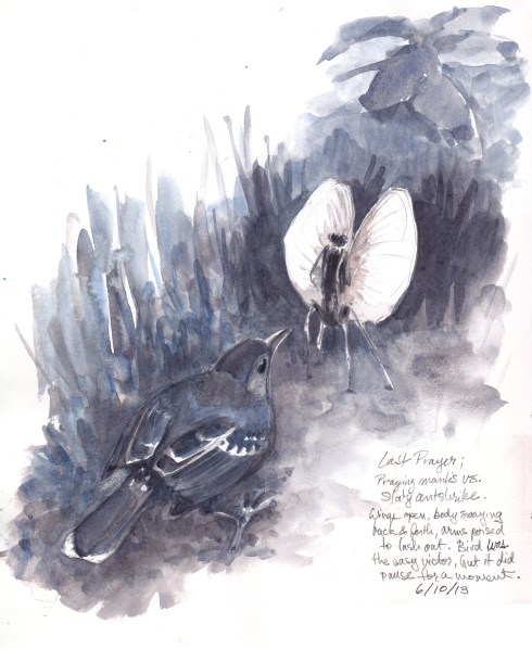 Slaty Antshrike faces off with a praying mantis below a path light where they both hoped to score a moth or other light-attracted creature. One of these two predators became prey. Can you guess which one? Watercolor over pencil, S&B Alpha Series.