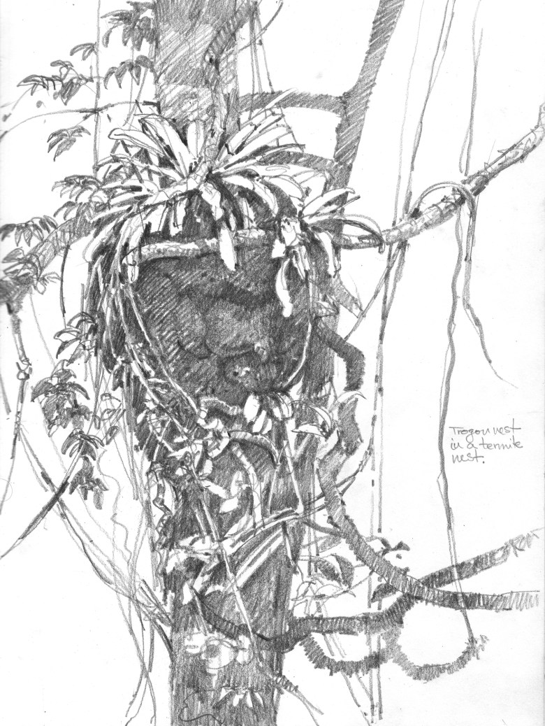 Slaty-tailed trogon nest, a repurposed termite nest on the side of a liana covered tree, Barro Colorado Island, Panama 2013
