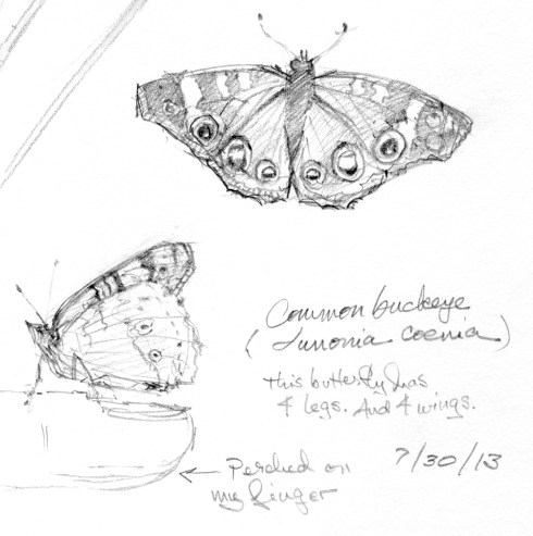 Common buckeye, a gorgeous butterfly with four legs, count 'em. And read on. Pencil on paper.