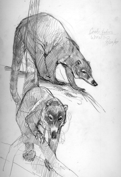Coatis, sketched on a low tree on Barro Colorado Island, looking curious and mischievous and very omnivorous (they were looking for fruit and grubs). BCI was once home to large groups of coatis but in the last few years their numbers have fallen off a bit since a jaguar or two swam across the canal.