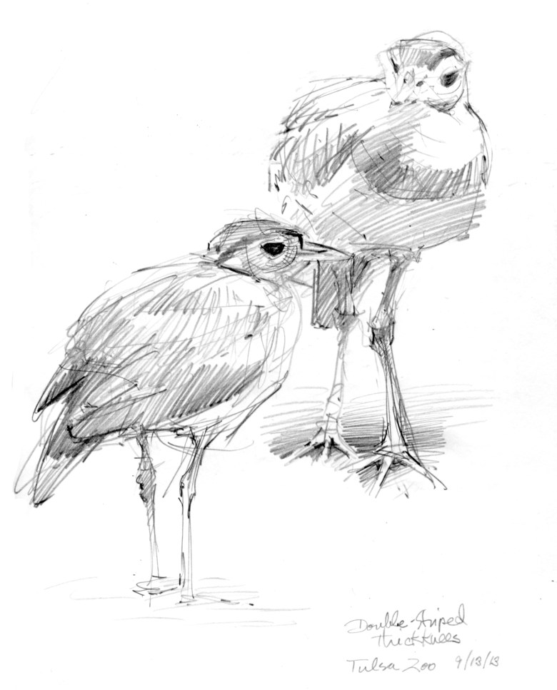Double-striped thick knees, Tulsa Zoo. Pencil on 8 1/2" x 11" Stillman & Birn Epsilon Series sketchbook.