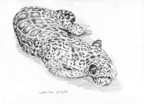 Jaguar, Tulsa Zoo. Sleeping fitfully due to large group of noisy bipedal primates gawking on the other side of the glass. Tiny girl in pink tutu, with beaming mother nearby, bangs on glass. Jaguar cracks open one eye. Little girl in tutu twirls and pirouettes, bangs again. 