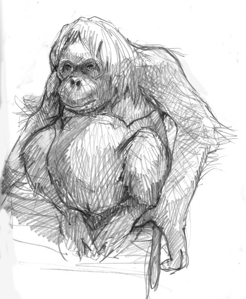 Dreaming of Borneo: a beautiful orangutan at the OKC Zoo. 