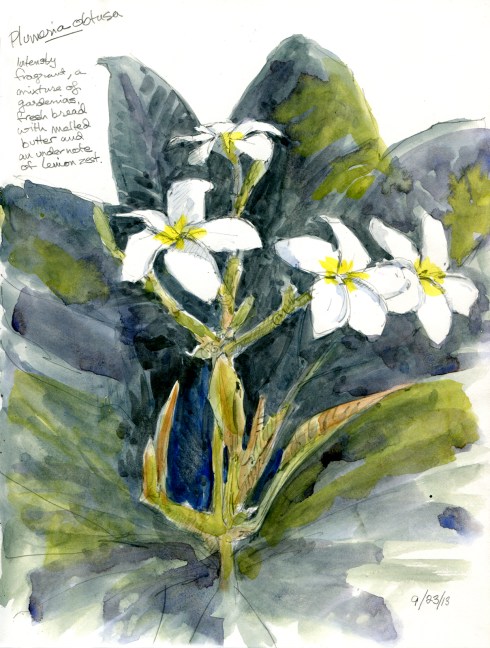 Plumeria obtusa, Myriad Gardens. Pinwheel flowers perfumed like a demon whore. Watercolor over pencil, 8 1/2" x 11" Stillman & Birn sketchbook.