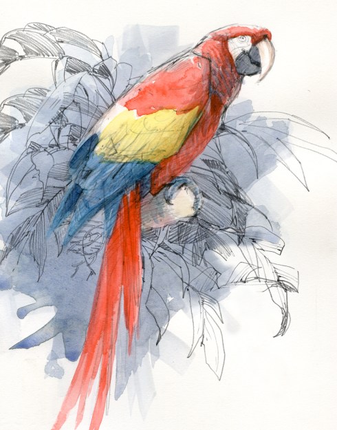 Scarlet Macaw, a donated former pet that says, "hullo" and "buh-bye". As ambassador to the rainforest, it clearly straddles the perch between animal and human behavior. Watercolor over pencil, 8" x 10".