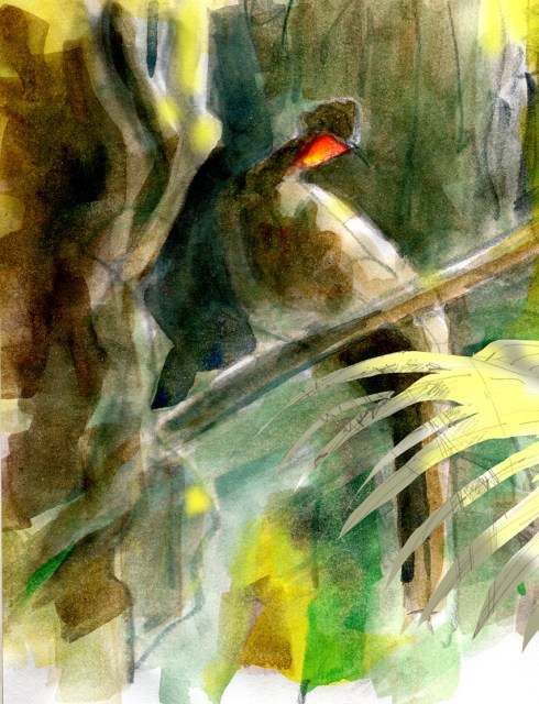 Crested guan, hand-colored inkjet print of a thumbnail pencil rough, drawn from an original field sketch. Sounds like a lot of steps, but it's actually really fast. Watercolor over inkject print on bond paper (you can do this on watercolor paper, but this is just as good for the purpose). 8 1/2" x 11"