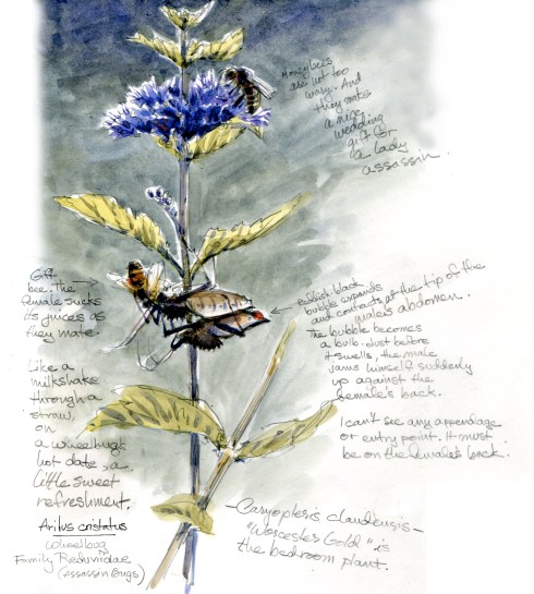 Natural wonders at the small end of the scale: a pair of wheelbugs (Arilus cristatus) copulate in my front garden, where the neighbors can see, if they look real close. Watercolor over pencil on Stillman & Birn Epsilon series sketchbook.