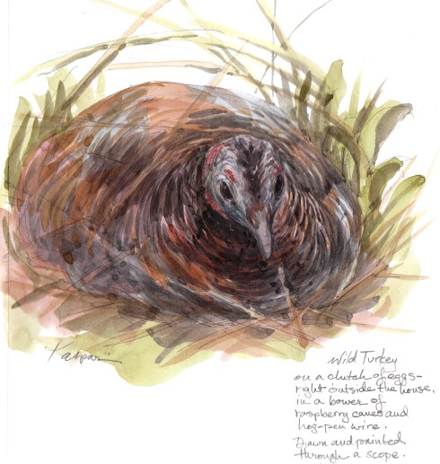 Wild turkey hen on nest, Petersham, MA. She was surrounded by raspberries, not cranberries as is traditional. Watercolor over pencil, 8 1/2" x 11".