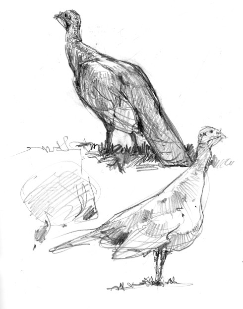 These didn't get eaten, either. Lovely bronze beauties, perfectly at home eating bird seed, but wild and wily. Benjamin Franklin's favorite bird- he lobbied for it to be the national bird of the USA, but the bald eagle prevailed.