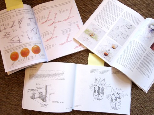 Clockwise from left: The Laws Guide to Drawing Birds, Drawing and Painting Birds, Capturing the Essence