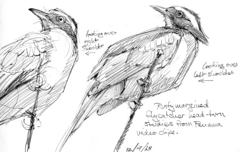 Trying to make sense of a head pose, drawing from videos. Rusty margined flycatchers have insanely flexible necks. Like pretty much any bird. But this is a good illustration of what they can do with it.