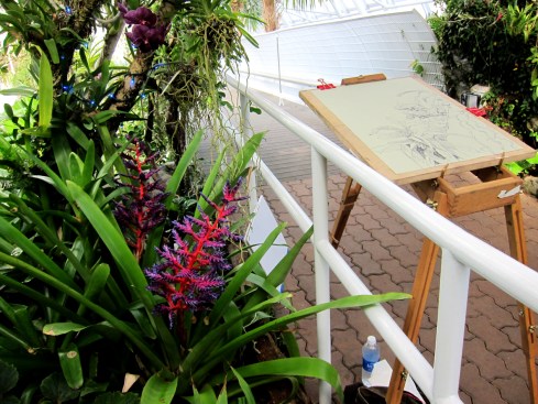 Drawing the alluring Vanda from the top of the catwalk at the Myriad Garden's Tropical Conservatory. I could hear the siren song of the orchid above the sounds of a rushing waterfall under my feet.
