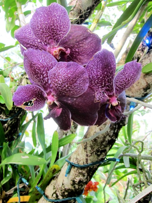 Vanda orchid, "Robert's Delight Big Black". It grows from a small basket hanging in the air under a live tree branch at the Myriad Botanical Garden Tropical Conservatory in OKC.