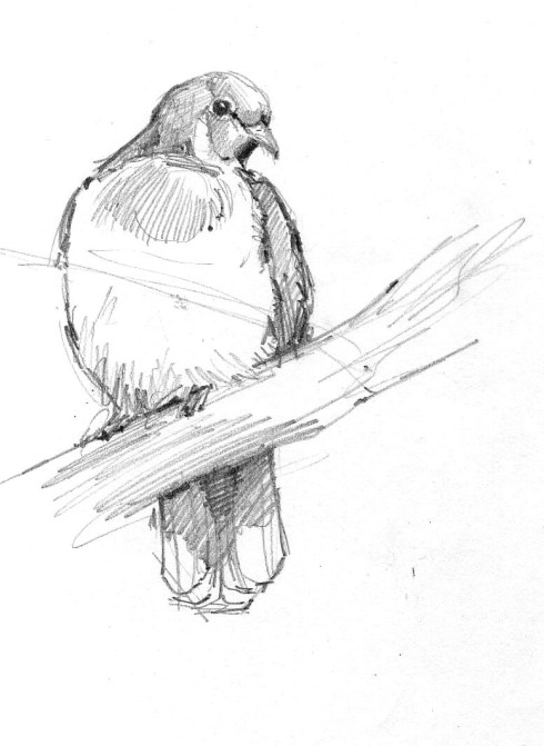 Jambu fruit dove, sketched in OKC Zoo's aviary. Graphite, 8 1/2" x 11".