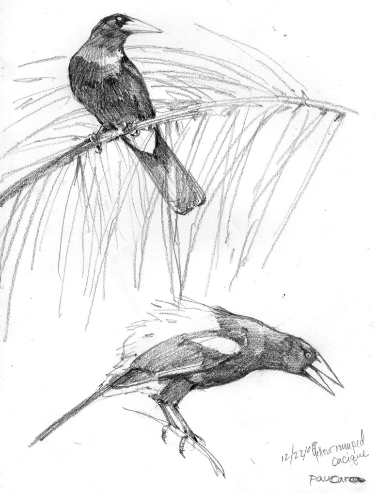 These yellow rumped caciques were sketched in action at a scientific field station in the Peruvian Amazon. They hung out in the palm fronds all day and made great noises (see audio clip below), at least the males did. The painting, I've Heard That Song Before, depicts the ritualistic song and dance the males perform before indifferent females. Rough life.