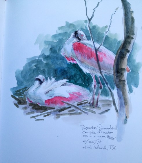 At High Island, Texas, famous for warbler migration binges- no one ever mentions the spoonbill rookery. Or do they? Watercolor over pencil on Stillman& Birn Alpha Series 8.5x 11 sketchbook.