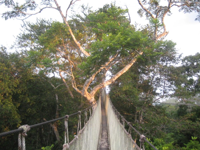 This is where I drew the birds and the bromeliads for the background. It's high up in the Amazon canopy. Great view from up here and lots of birds.