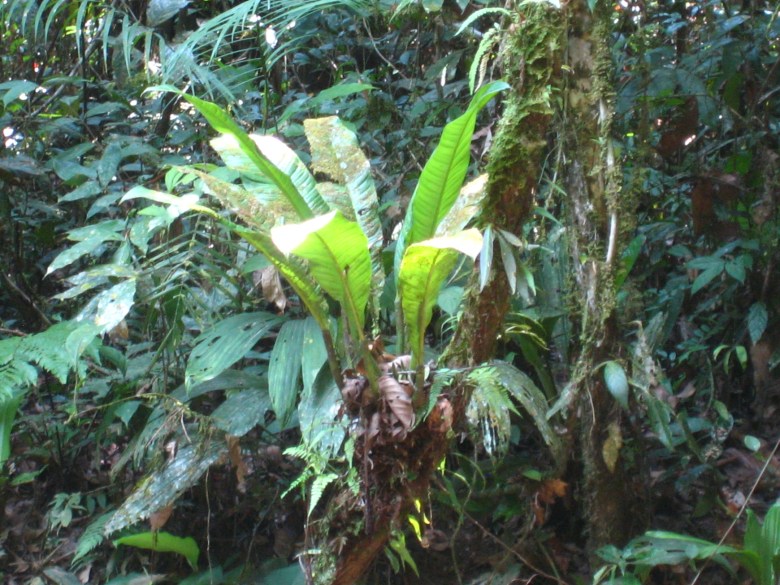 A light-catching bromeliad grows on a vine along an Amazon stream.