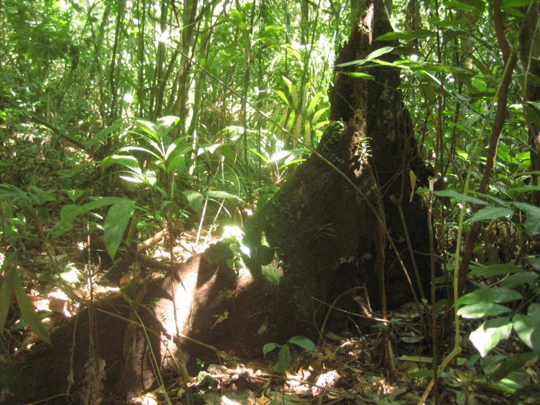 An Amazon forest tree dies and returns, gradually to the soil that gave it life.