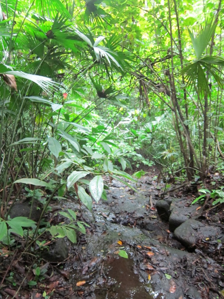An understory stream on Barro Colorado Island, and a rufescent tiger heron hangout. 
