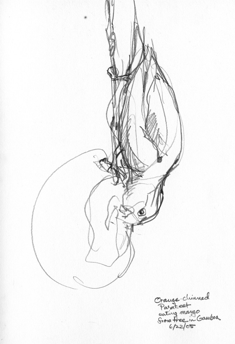 Orange chinned parakeet sketched eating a mango, upside down, in a small town in Panama, just off the balcony of my friend's house.