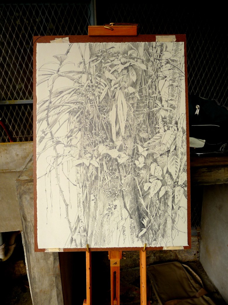 Oncidium orchid in bloom, growing on the side of a tree on Barro Colorado Island. Sketched with a field easel under an awning, as it was beginning to rain.