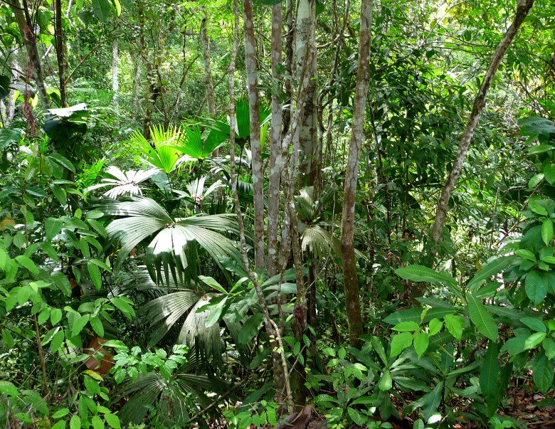 A patch of various low-growing palms, Barro Colorado Island, Panama.