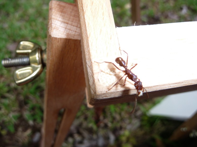 A large ant taking an easel walk.