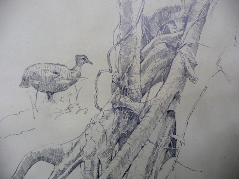 In progress, was drawing this cecropia tree's root structure (and a dead tree that it was growing around as support) when a wild great tinamou strolled into the picture, saw me and froze. It held the pose for several minutes and finally relaxed and walked a few feet away, lay down and took a nap. Stuff like that is golden. 