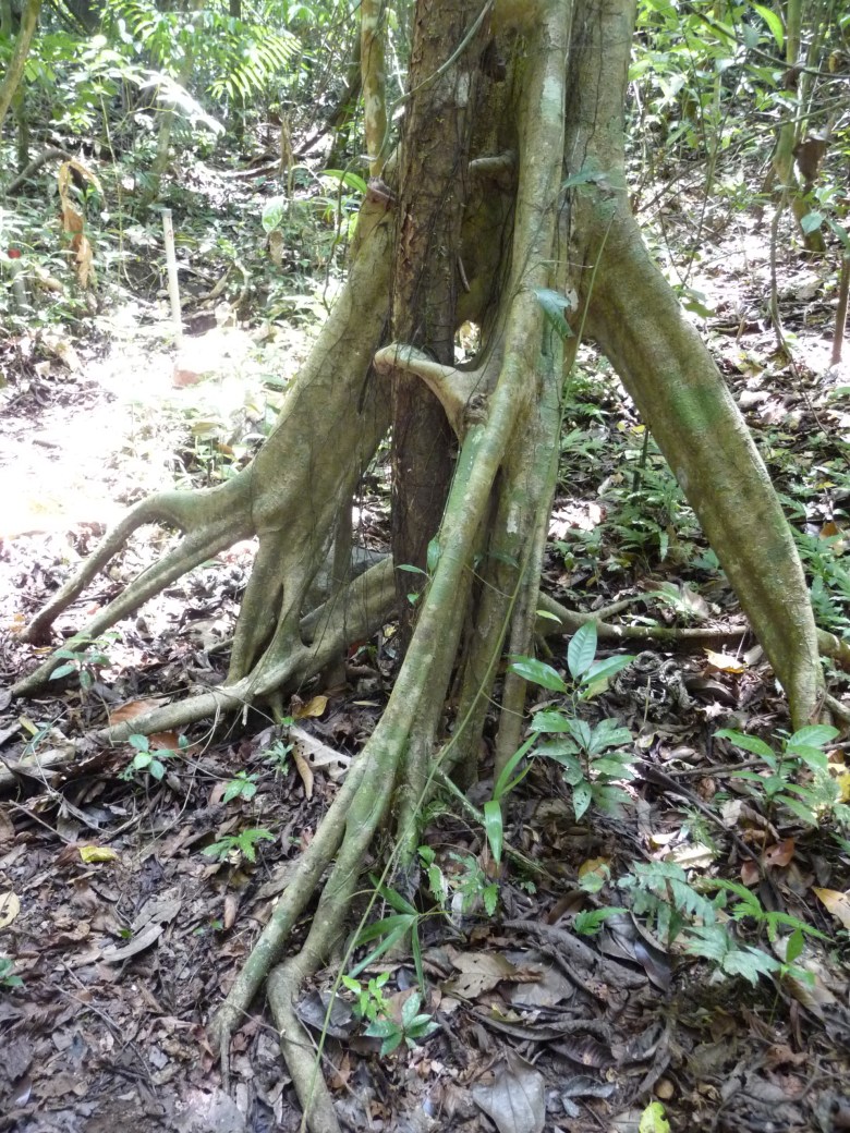 This is the root system of the cecropia, a "pioneer" tree that shoots up whenever a light gap opens in the canopy. Its roots look like legs; the tree might just get up and walk away at any time. Barro Colorado Island, Panama.