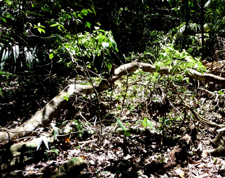 A fallen branch in a Panama clearing makes a light gap for seedlings to grab a little sun and grow up. Falling branches are common events in the rainforest, and hardhats aren't a bad idea. Barro Colorado Island, Panama.