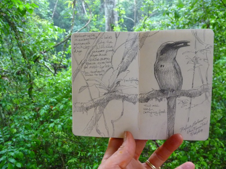 Rufous motmots are big, colorful birds that hide away in the vegetation. Usually very hard to see, very easy to hear (check the sound clip), but finding them is another matter. They are natural ventriloquists.