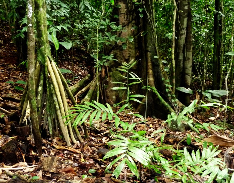 The spindly roots on the left are "walking palm" struts. They also have semi-lethal spines, so don't touch. Buttressed roots are common in the rainforest. The soil isn't very deep, so the roots have to spread out to capture nutrients.