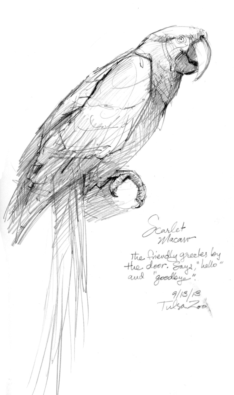 Scarlet Macaw at the Tulsa Zoo's Rainforest walkthrough. A version of this sketch appeared in Oklahoma Today magazine.