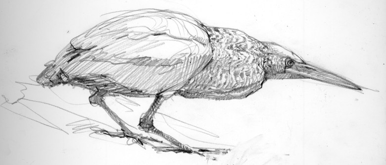 Rufescent Tiger Heron, a wader of understory streams, perched here on a sapling cecropia. Bird and plant sketched separately on Barro Colorado Island, Panama.