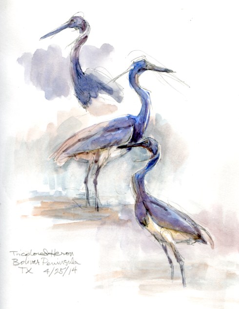 Tricolored heron studies, watercolor over pencil, Stillman & Birn Alpha Series 8 1/2" x 11". Fishing for teeny minnows in a Bolivar Peninsula inlet on an incoming tide.
