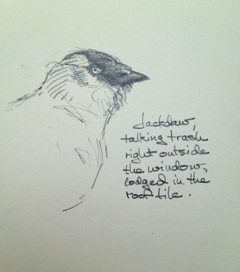 A Jackdaw, a pigeon-sized corvid with lots of charisma. This one seems to have found the roof tiles below the window amusing. Drawn from, maybe, six feet away, out the window. Pencil in Moleskine sketchbook.